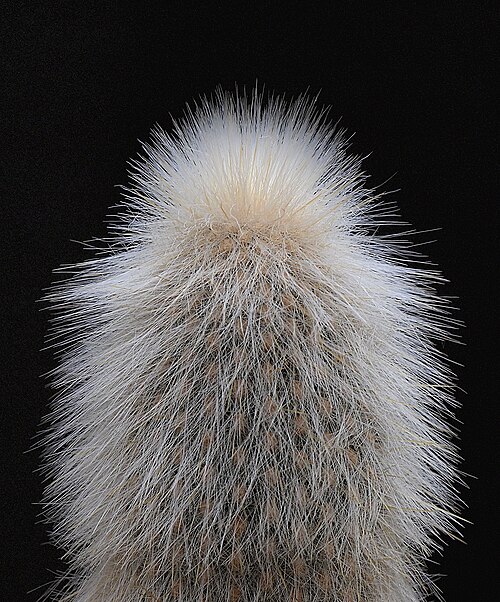 Silver torch cactus: OLYMPUS DIGITAL CAMERA