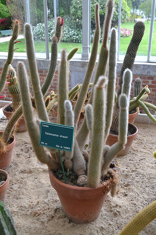 Silver torch cactus: Cleistocactus strausii in Jardin Massey Orangery, in Tarbes.