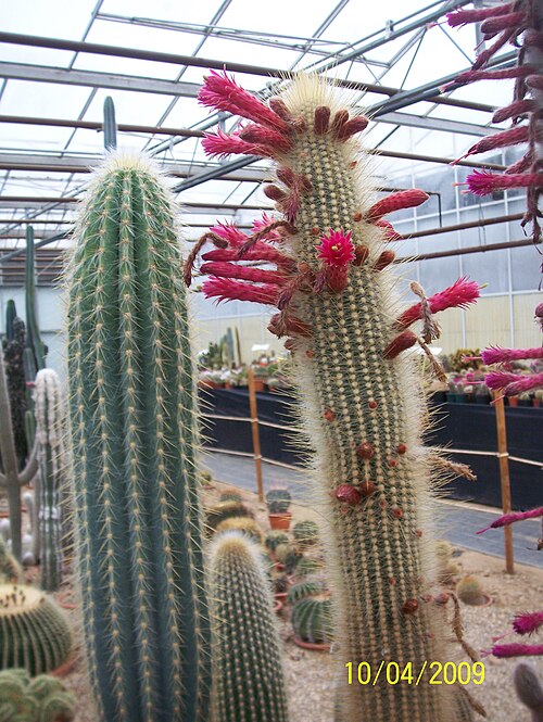 Silver torch cactus: Part of the private collection of cacti at Manor Nursery, Angmering