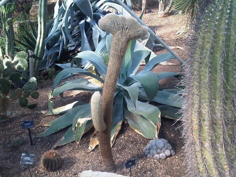 Silver torch cactus: Cleistocactus strausii crested form and unidentified Agave sp. in Kew Gardens, England.