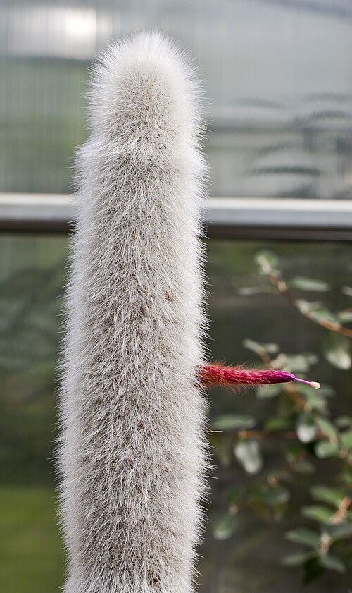 Silver torch cactus: Silver torch (Cleistocactus strausii), Tallinn Botanic Garden, Estonia