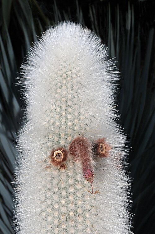 Silver torch cactus: Silver torch cactus ( Cleistocactus strausii ) in the Berggarten in Hanover , Germany .