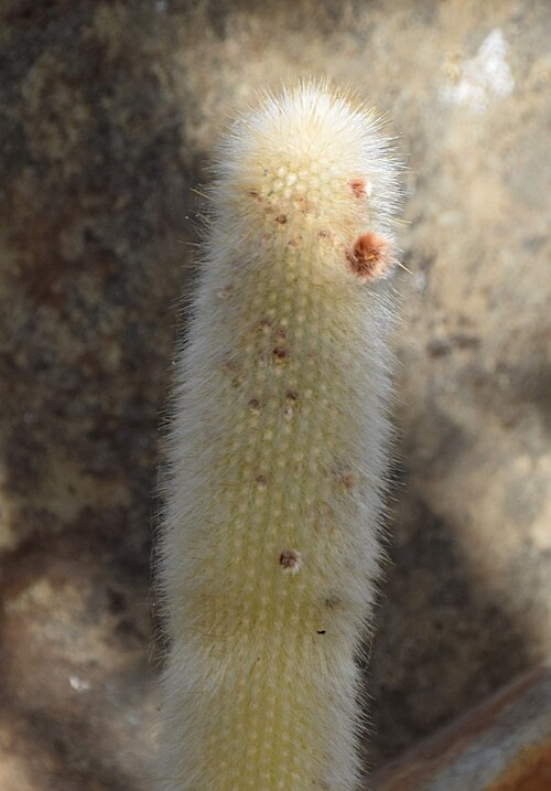 Silver torch cactus: Cleistocactus strausii in Dunedin Botanic Garden, Dunedin, New Zealand