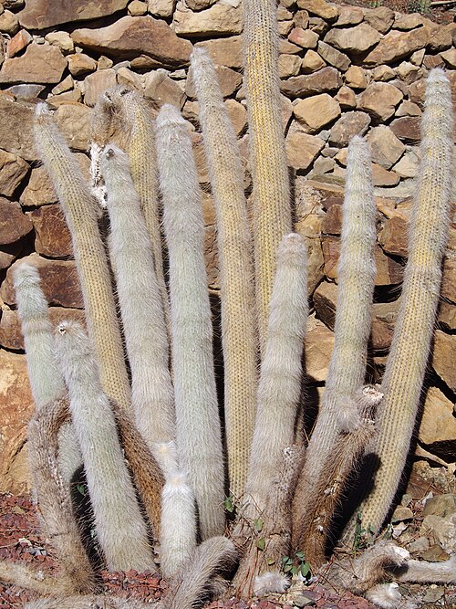 Silver torch cactus: Cleistocactus strausii cultivated in La Concepción botanical garden in Malaga, Spain.