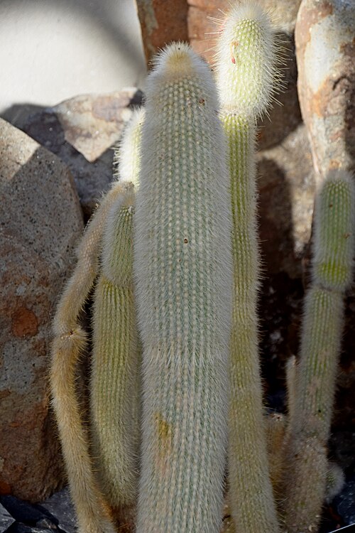 Silver torch cactus: Cleistocactus strausii in Dunedin Botanic Garden, Dunedin, New Zealand