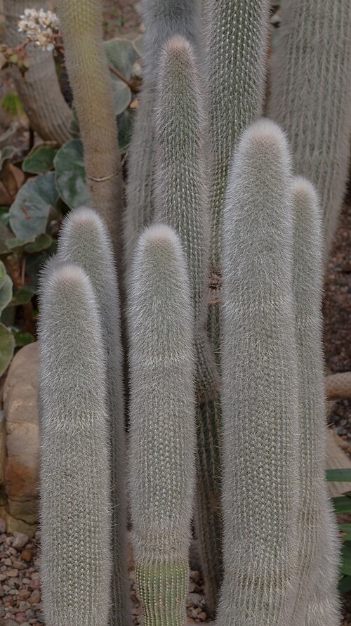 Silver torch cactus: Silver torch ( Cleistocactus strausii ), Tallinn Botanic Garden, Estonia