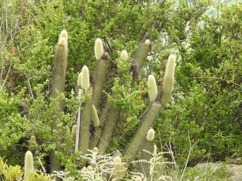 Cleistocactus tominensis (Cleistocactus tominensis)