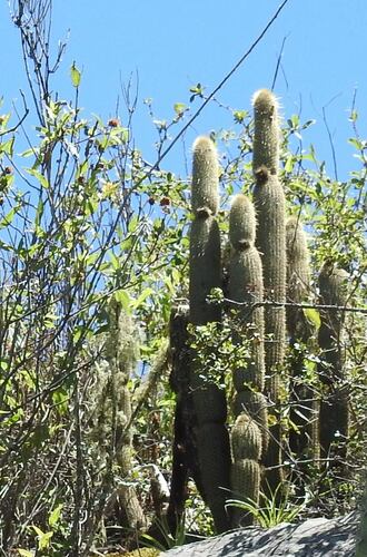 Cleistocactus tominensis (Cleistocactus tominensis)