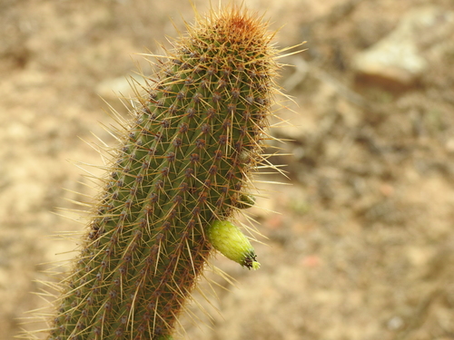 Cleistocactus tominensis (Cleistocactus tominensis)