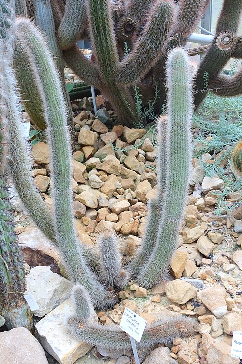 Cleistocactus tominensis: Botanical specimen in the Botanischer Garten, Dresden, Germany.