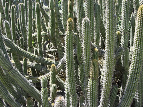 Cleistocactus tominensis: Cleistocactus clavicaulis