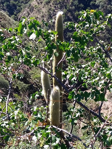 Cleistocactus tominensis (Cleistocactus tominensis)