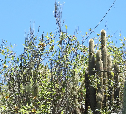 Cleistocactus tominensis (Cleistocactus tominensis)