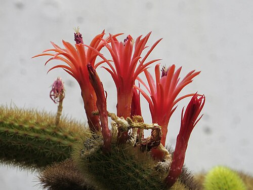 Cleistocactus winteri: Cleistocactus winteri / Real Jardín Botánico de Madrid, Spain