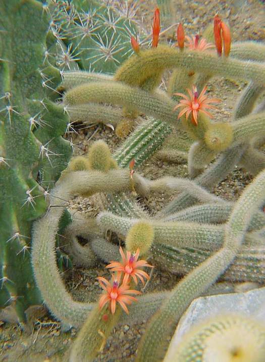 Cleistocactus winteri: Cleistocactus aureispinus