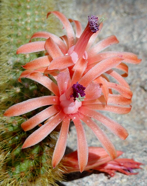 Cleistocactus winteri: Botanical specimen in the United States Botanic Garden, Washington, DC, USA.