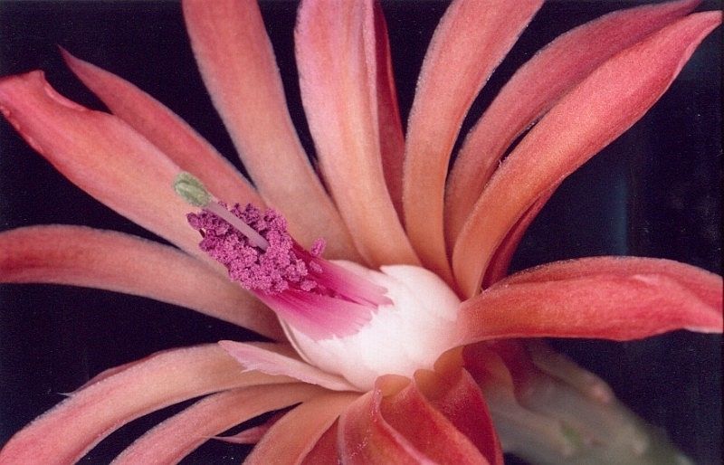 Cleistocactus winteri: Cleistocactus winteri