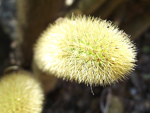Cleistocactus winteri: Cleistocactus winteri at the Los Angeles County Arboretum, Arcadia, California, USA. Identified by sign.