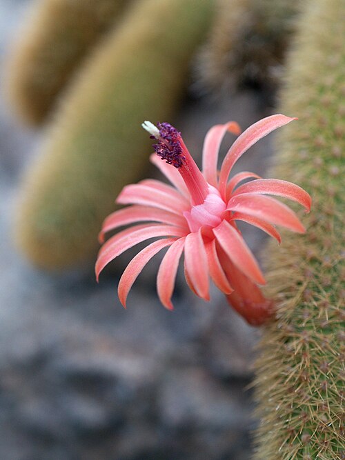 Cleistocactus winteri: At the United States Botanic Garden (Washington, DC).