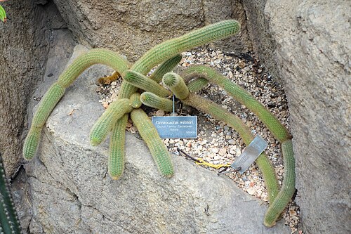 Cleistocactus winteri: Botanical specimen in the Brooklyn Botanic Garden, Brooklyn, New York, USA.