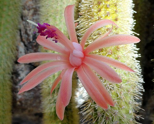 Cleistocactus winteri: Botanical specimen in the United States Botanic Garden, Washington, DC, USA.