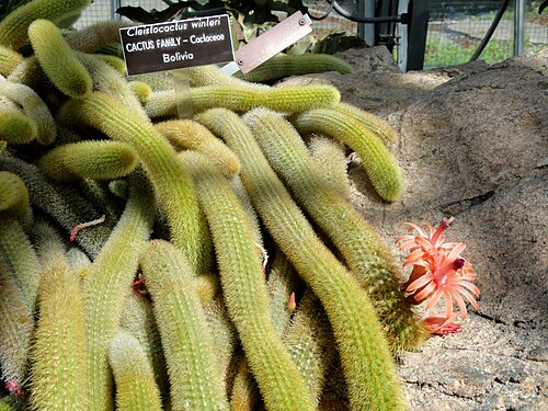 Cleistocactus winteri: Botanical specimen in the United States Botanic Garden, Washington, DC, USA.