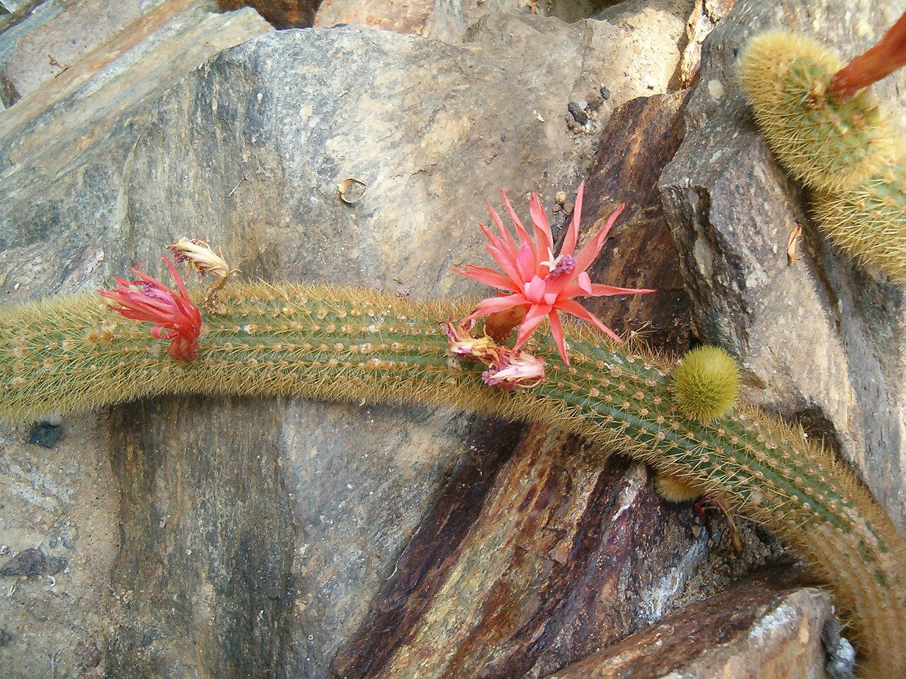 Cleistocactus winteri (Cleistocactus winteri)