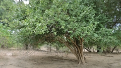 Cleistochlamys kirkii (Cleistochlamys kirkii)