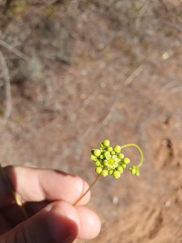 Clematicissus angustissima (Clematicissus angustissima)