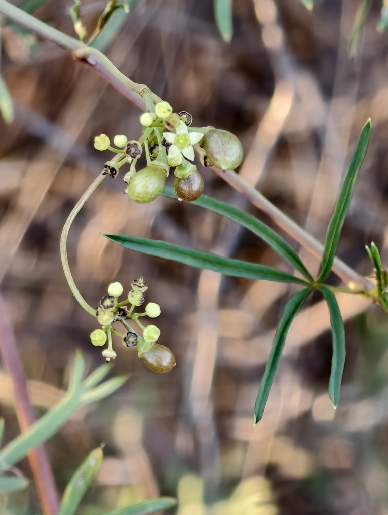 Clematicissus angustissima (Clematicissus angustissima)