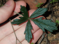 Clematicissus angustissima (Clematicissus angustissima)