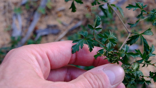 Clematicissus angustissima (Clematicissus angustissima)