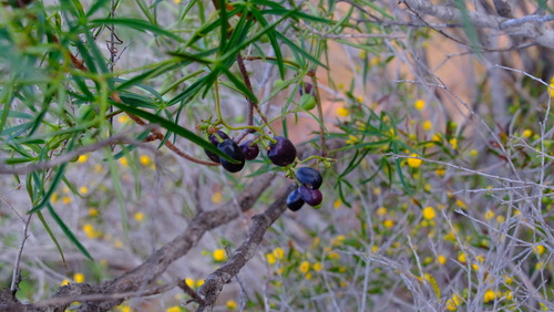 Clematicissus angustissima (Clematicissus angustissima)