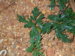 Clematicissus angustissima (Clematicissus angustissima)