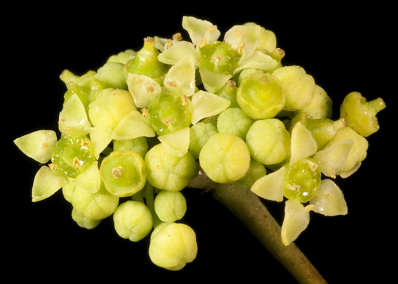 Clematicissus angustissima: KRT4477 Western Australian Herbarium