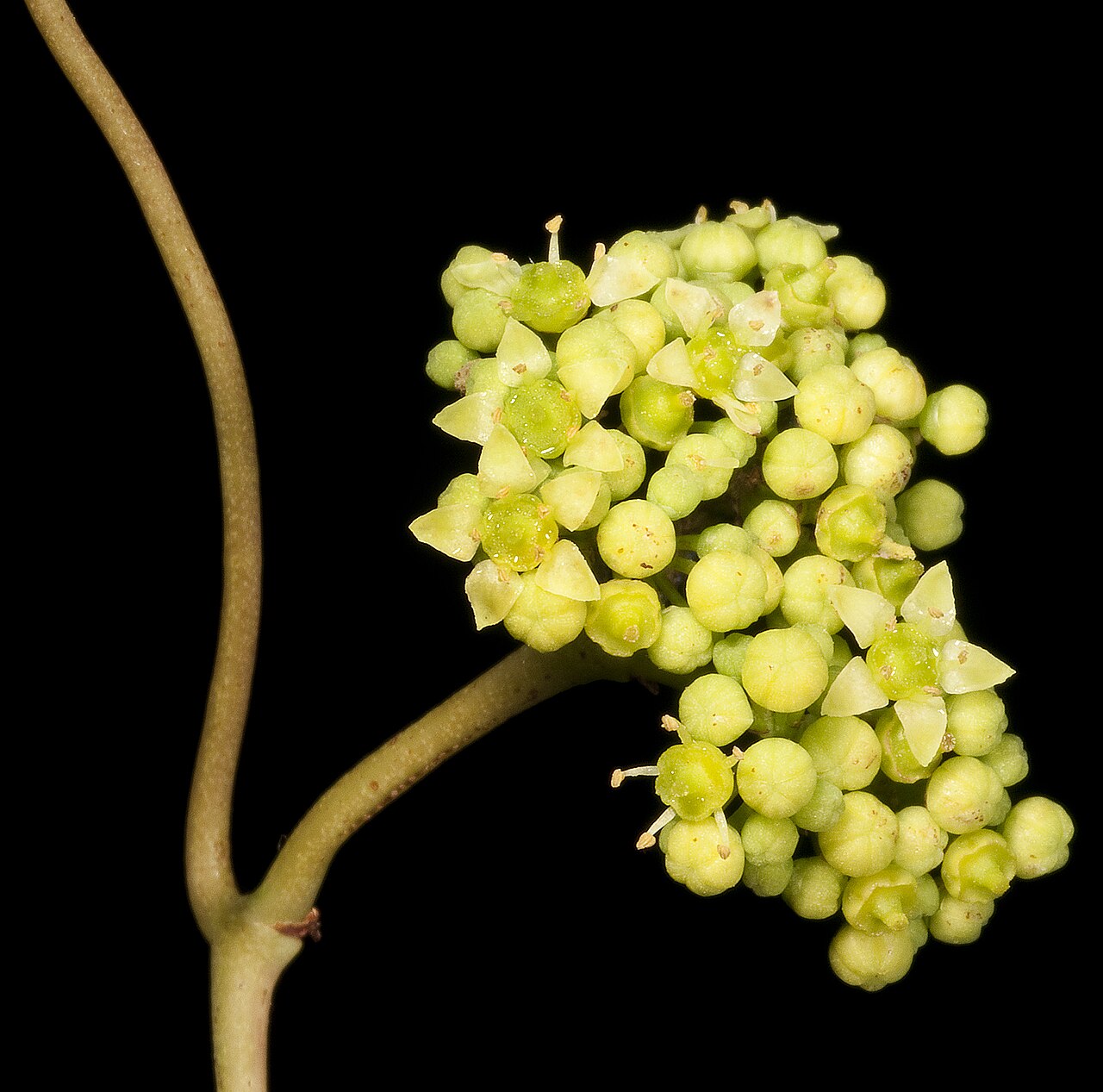 Clematicissus angustissima: KRT4477 Western Australian Herbarium