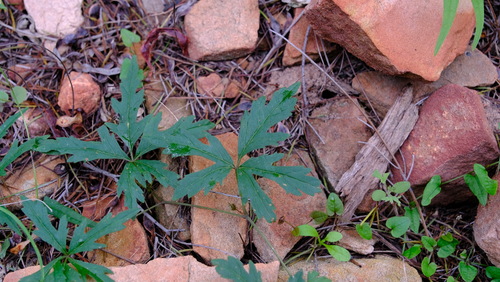 Clematicissus angustissima (Clematicissus angustissima)