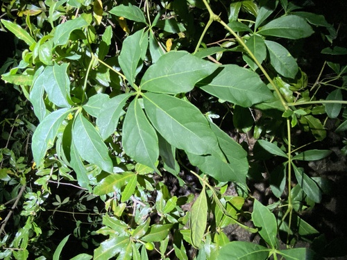 Clematicissus opaca (Clematicissus opaca)