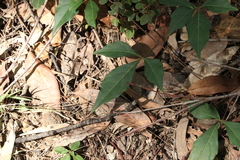 Clematicissus opaca (Clematicissus opaca)