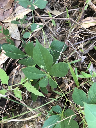Clematicissus opaca (Clematicissus opaca)