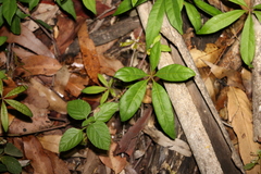 Clematicissus opaca (Clematicissus opaca)