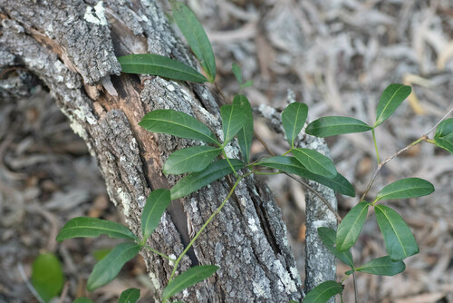 Clematicissus opaca (Clematicissus opaca)