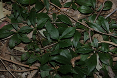 Clematicissus opaca (Clematicissus opaca)