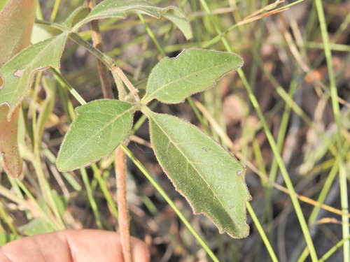 Clematicissus opaca (Clematicissus opaca)