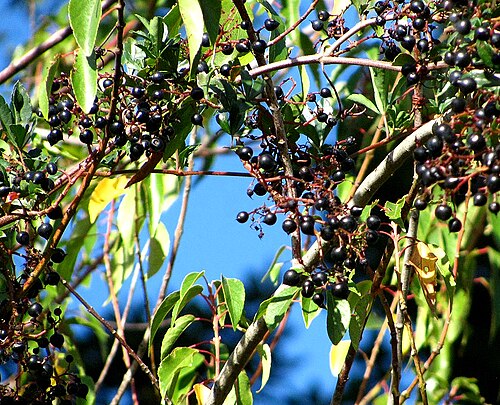 Clematicissus striata: Cissus striata