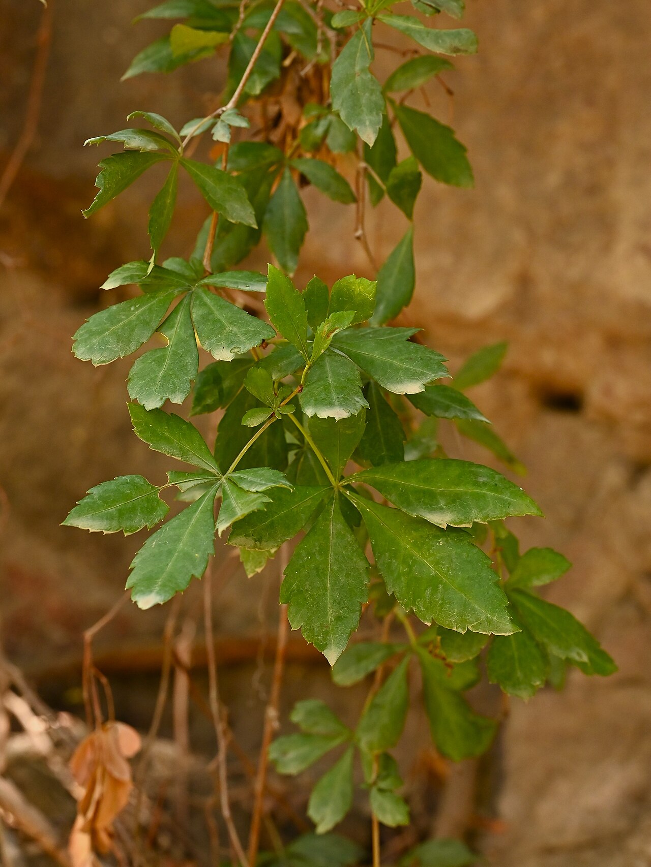 Clematicissus striata: Cissus striata in Jardín Mapulemu, Santiago de Chile