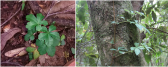Clematicissus striata: Figure 3b Cissus striata