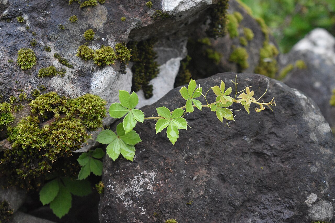 Clematicissus striata: Cissus striata (Uvita del diablo) en una formación rocosa