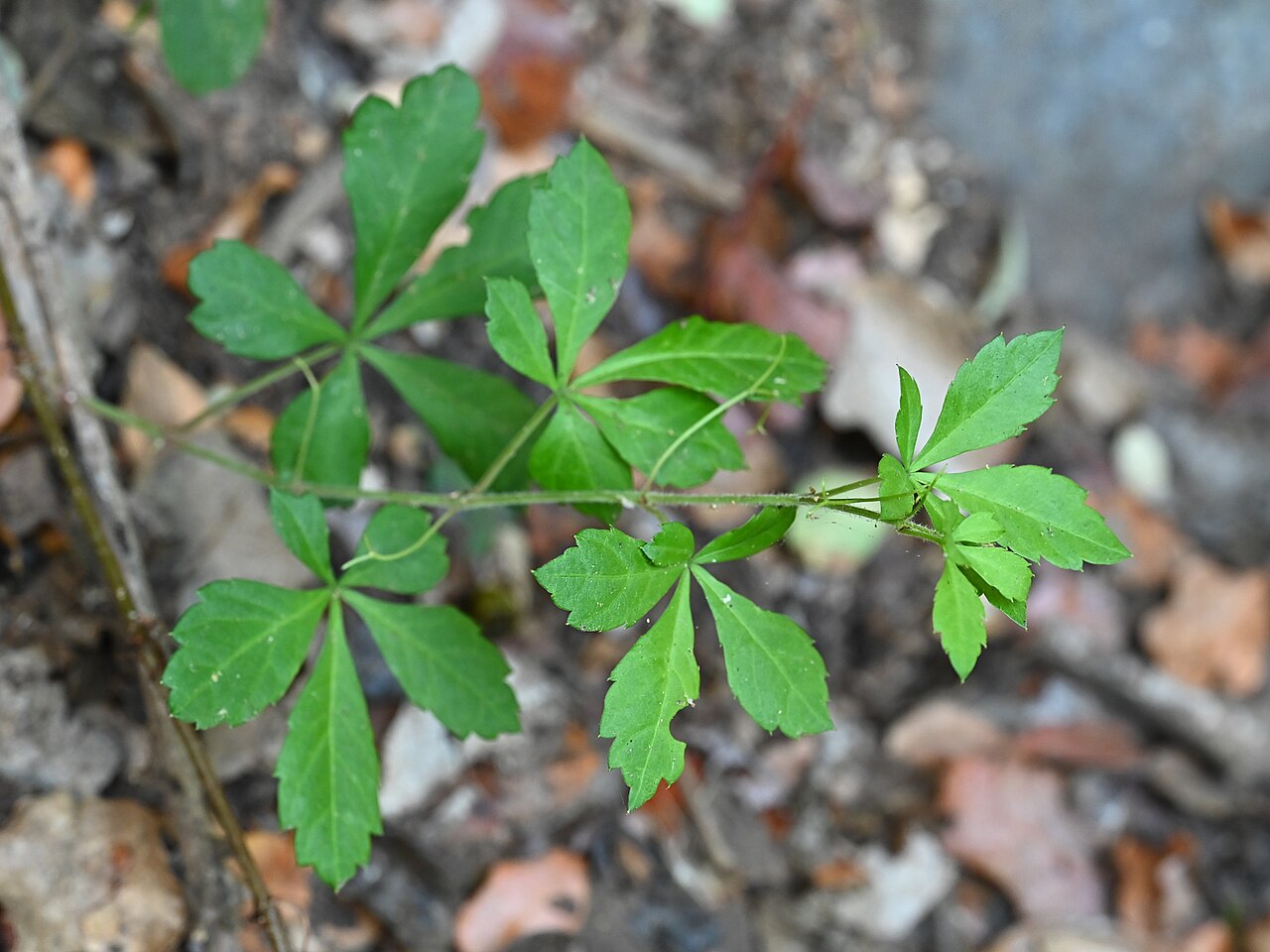 Clematicissus striata: Cissus striata in El Granizo Sendero de Canasta in Parque Nacional La Campana, Chile