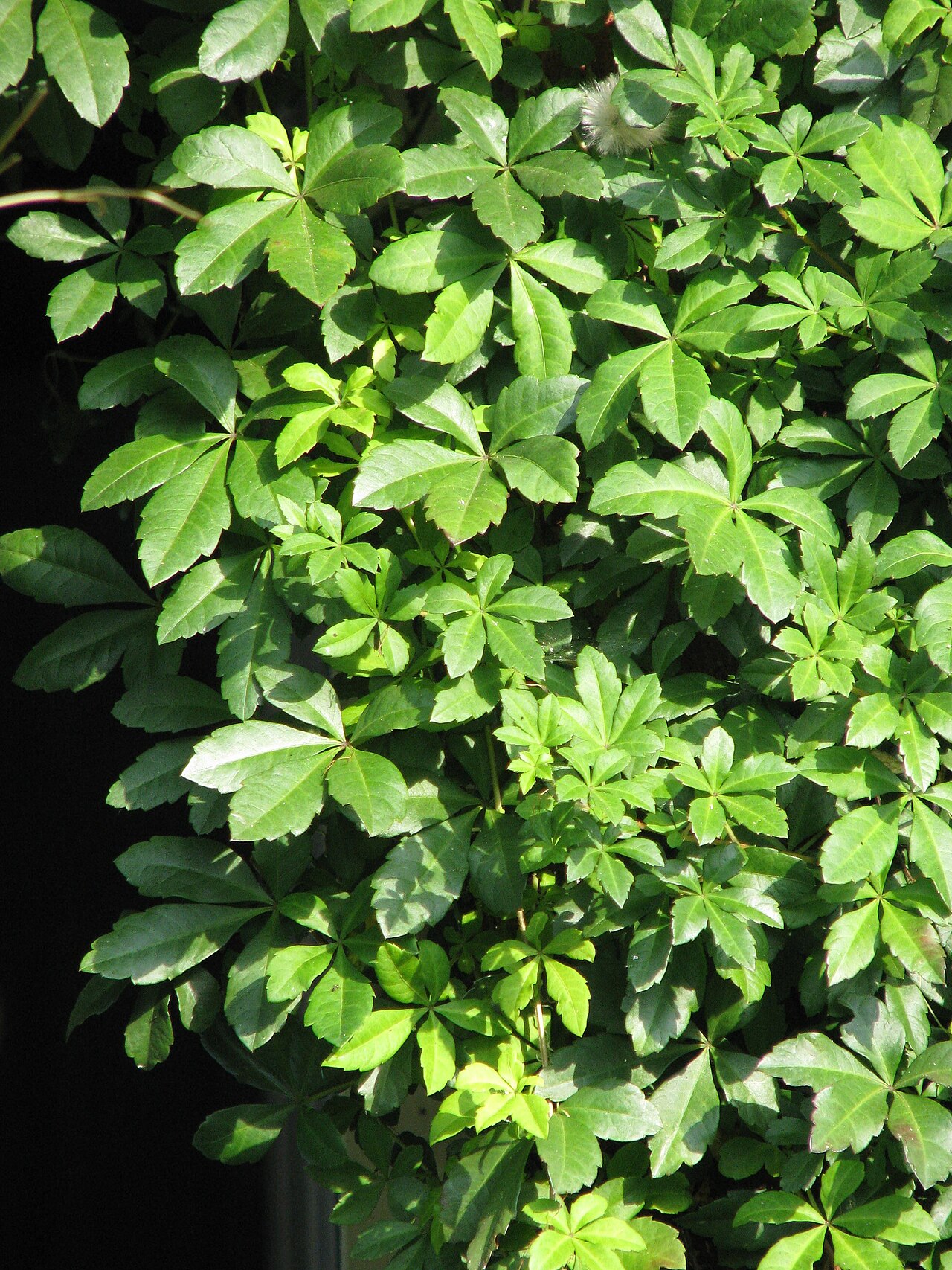 Clematicissus striata: Cissus striata